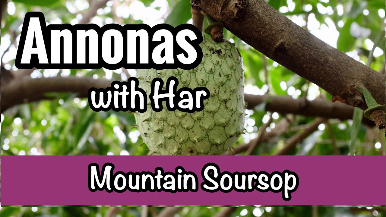 Annonas with Har | Mountain Soursop (Annona montana)