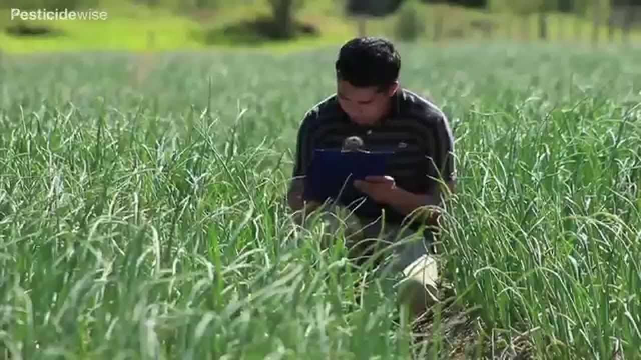 Pesticidewise: knapsack spraying onions