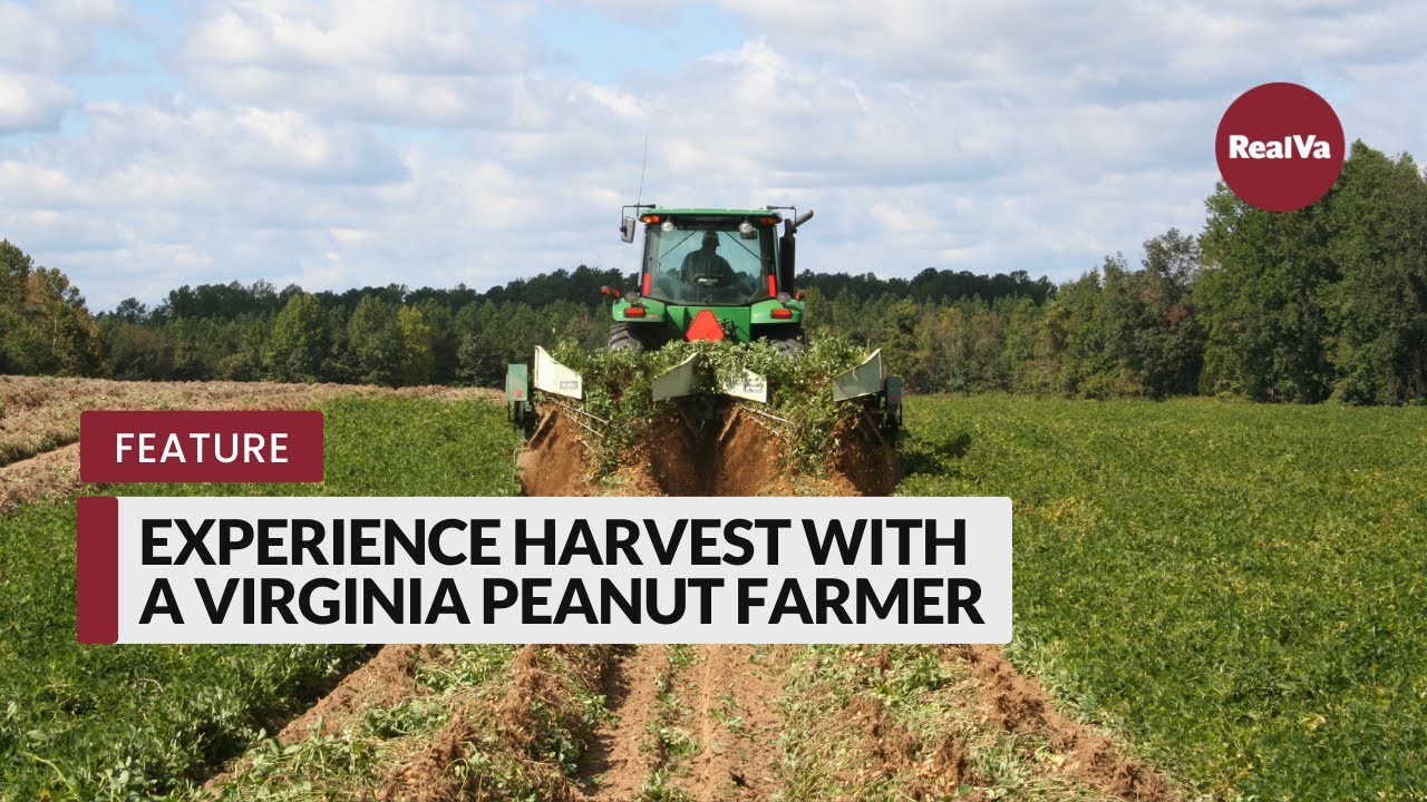 Experience Harvest with a Virginia Peanut Farmer