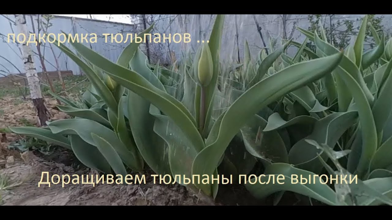 Доращиваем тюльпаны после выгонки. Весенняя подкормка тюльпанов в саду