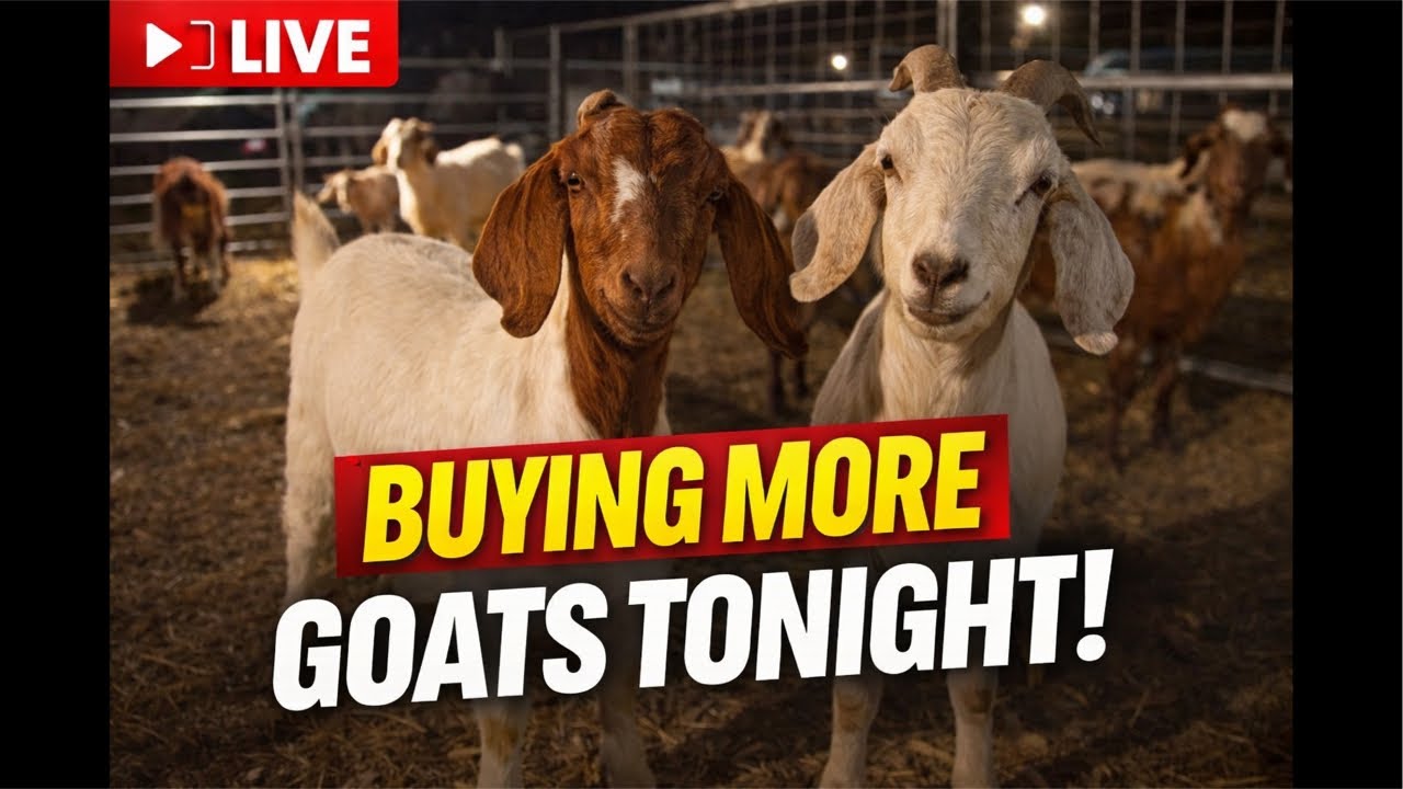 The Rotty Ranch Grabbing Some More Goats + Calf Watch After 2 cows are 9 months pregnant