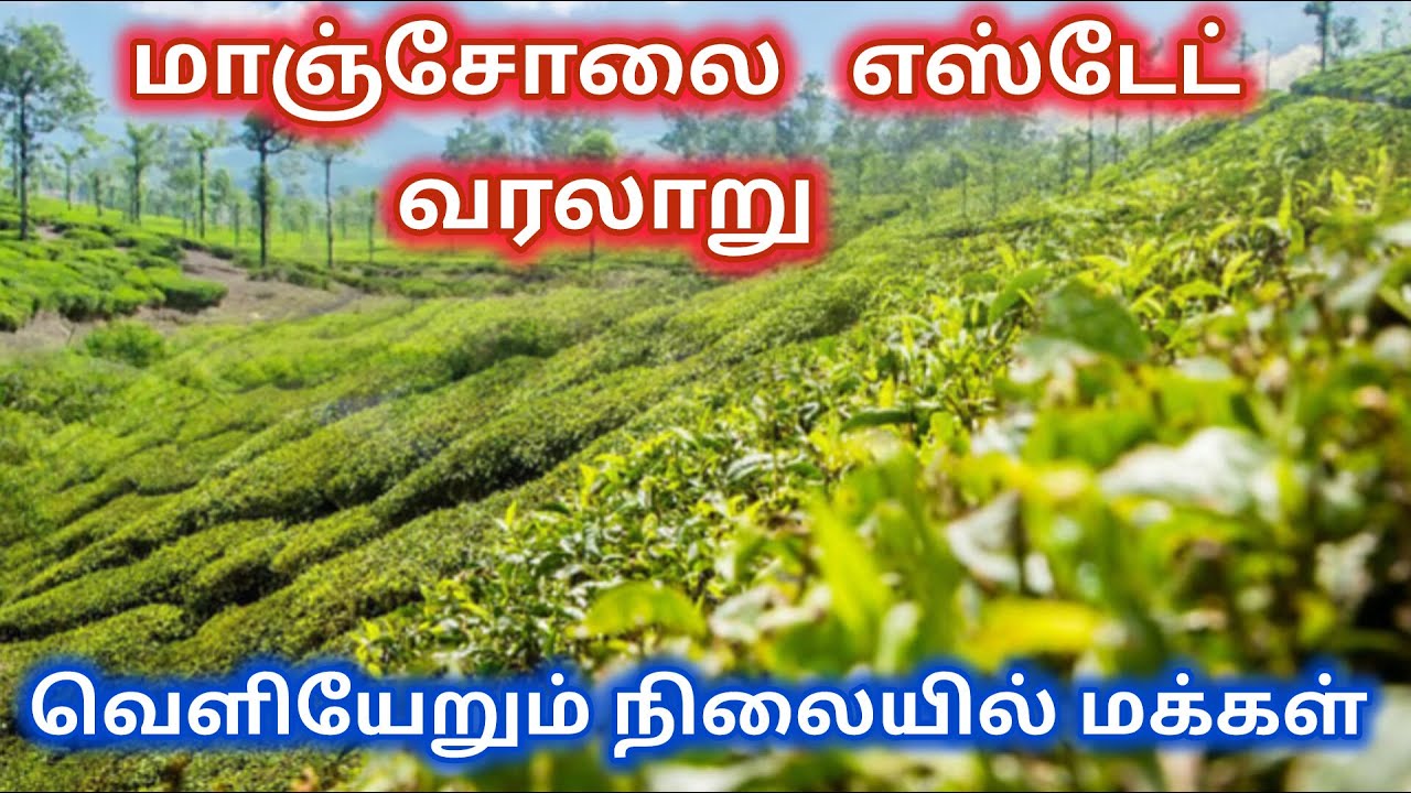 மாஞ்சோலை மக்களின் மறுபக்கம் | மூடப்படும் மாஞ்சோலை வனம் |  manjolai issue in tamil