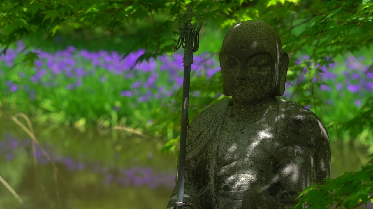 長岳寺のカキツバタ4k