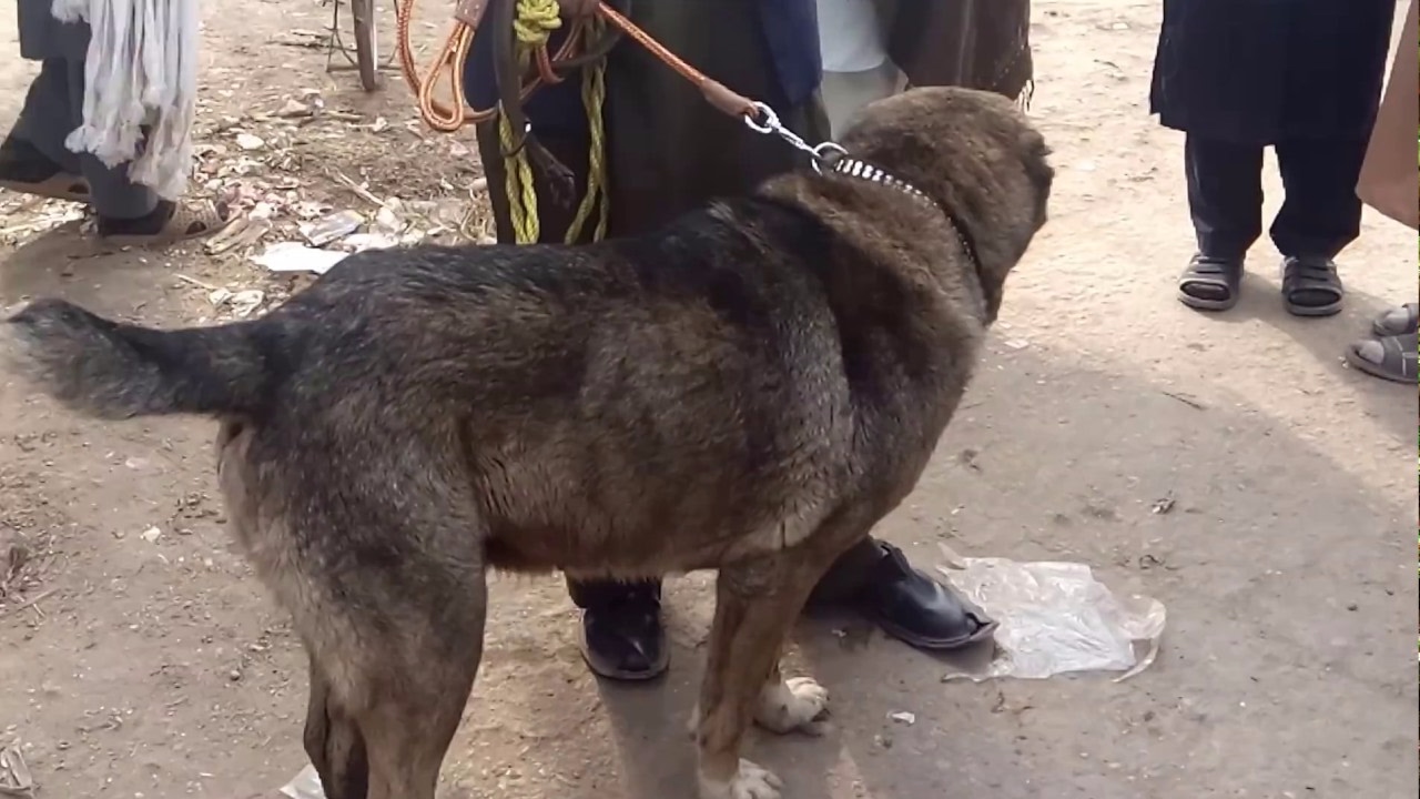 Peshawar Dogs Market