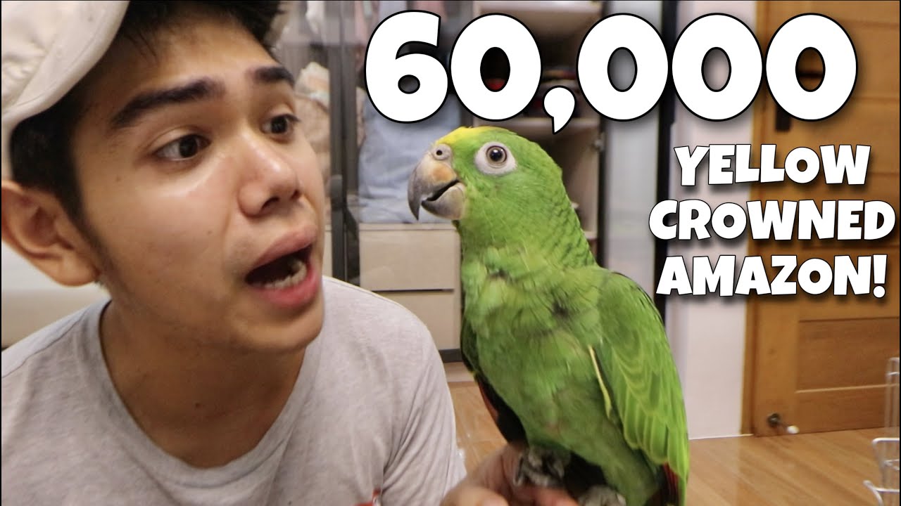 NEW BIRD YELLOW-CROWNED AMAZON PARROT! New cage set-ups para sating mga ibon! (MACAW) | Murillo Bros