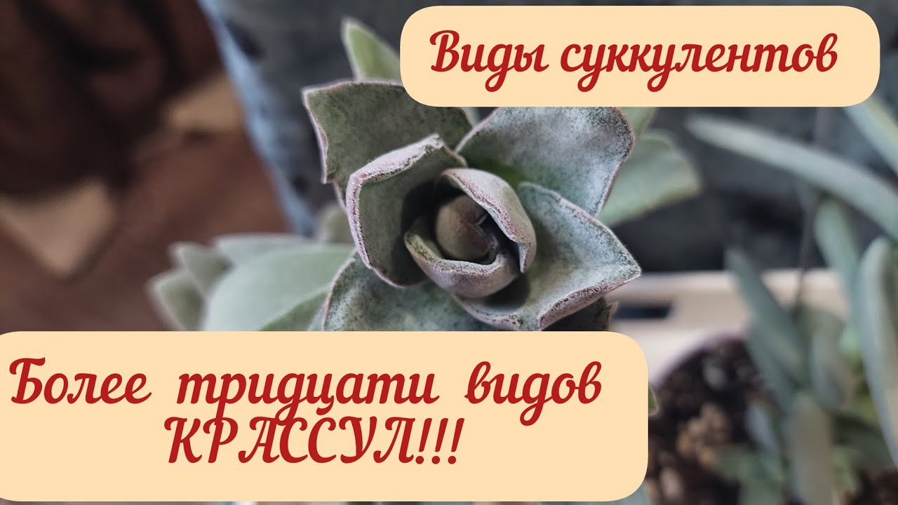 #мояколлекция #обзор Крассул из коллекции суккулентов! Больше тридцати видов! # видыкрассул