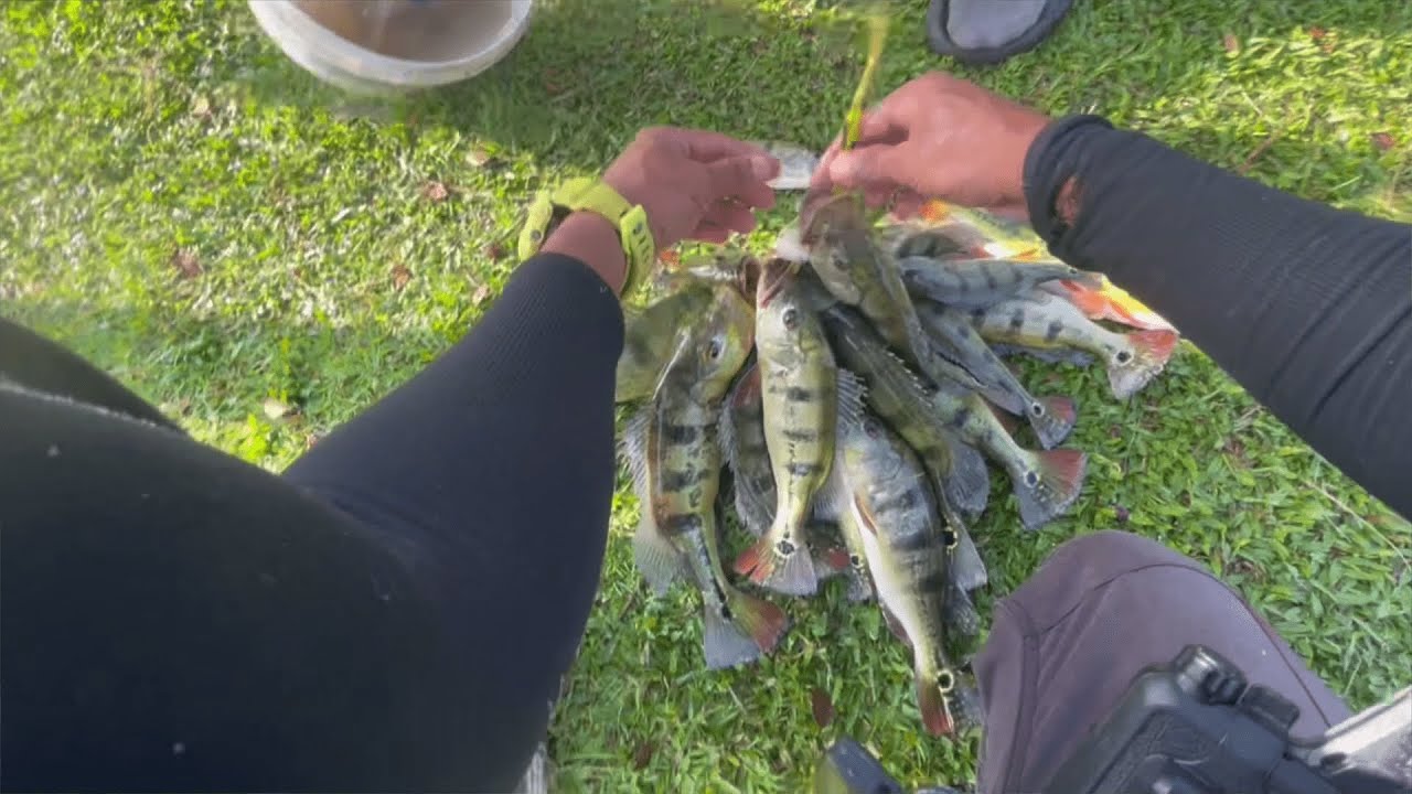 gasakan peacockbass tasik biru #ultralightfishing #peacockbass #fishing