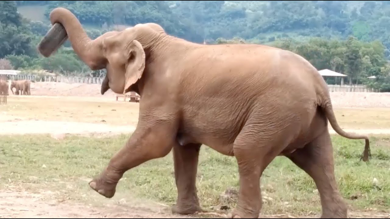 Moh Loh's Joyful Moments With an Old Tire - ElephantNews