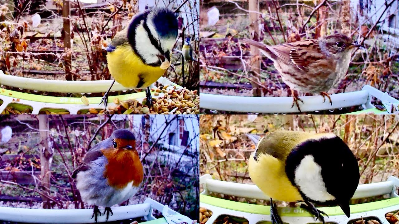 Bird Feeder Cam Compilation January 2026 (4K Birds Captured)