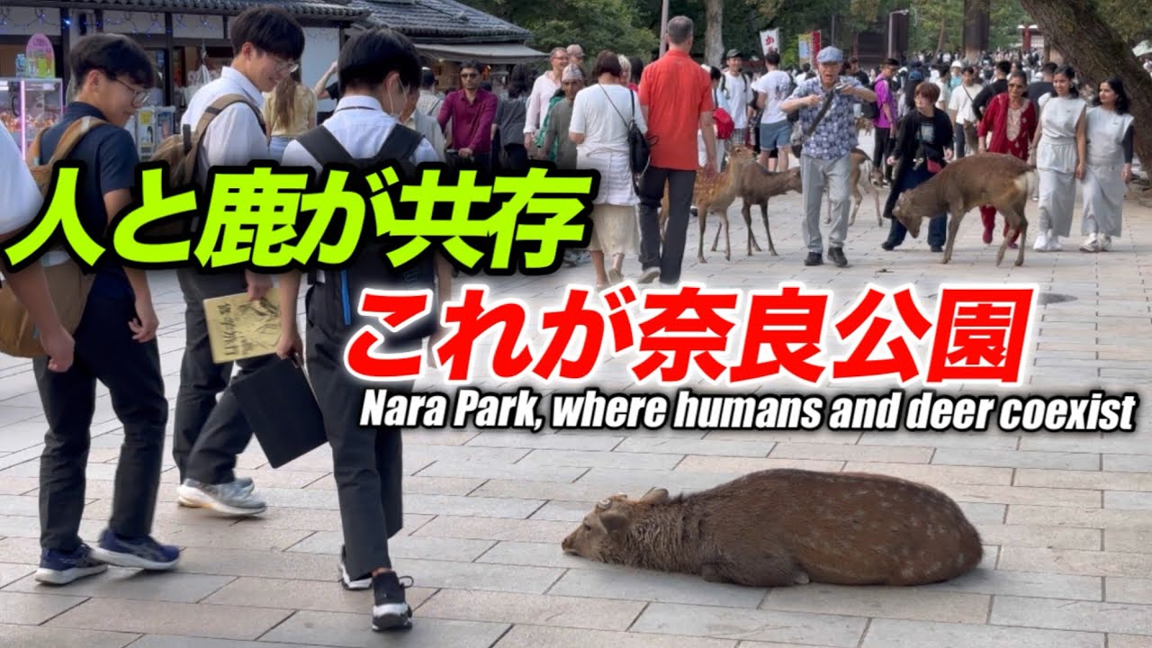 人と鹿が共存　これが奈良公園 Nara Park Where Humans and deer coexit 