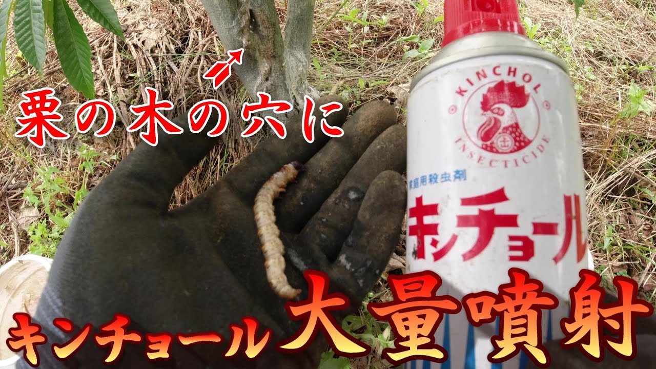 栗の木の防虫防除【キンチョール大量噴射して栗の木の穴から出てきたものは】
