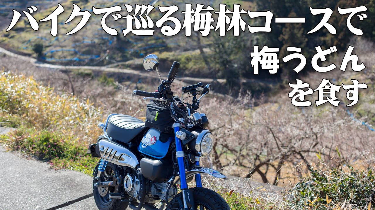 【ゆるツー】和歌山みなべの梅林農道をバイクで巡って太陽の下で梅うどんを食べてきた【常楽梅林】【やっと春】【モンキー125】