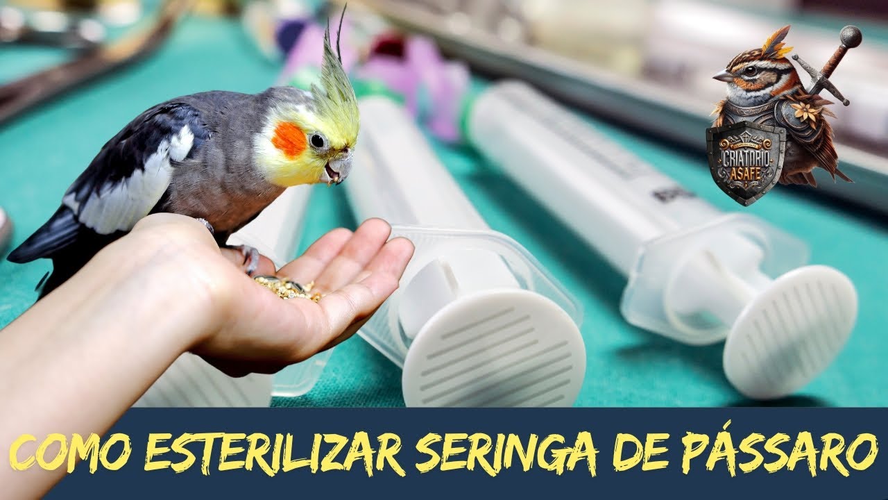 Como esterilizar seringas para criação de pássaros a mão simples e eficiente