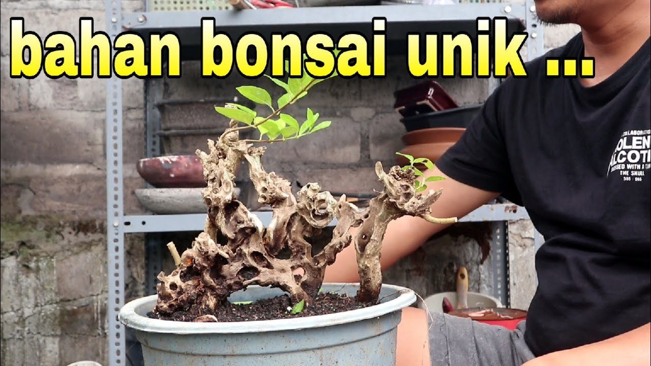 Kumpulan Bahan Bonsai Unik Dari Fosil Kayu