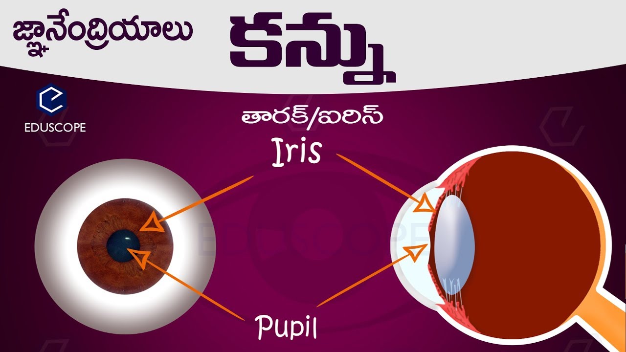 #మానవుని కన్ను: human eye in telugu : general science biology in telugu RRB,PC,SI  competitive exams
