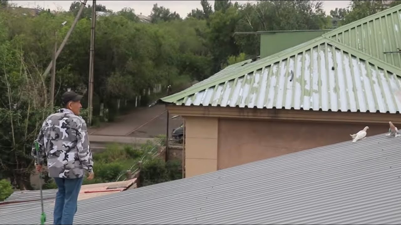 Нам нужно чтобы лётный голубь  и летел, и играл! Оспанов Аскар Караганда Казахстан.