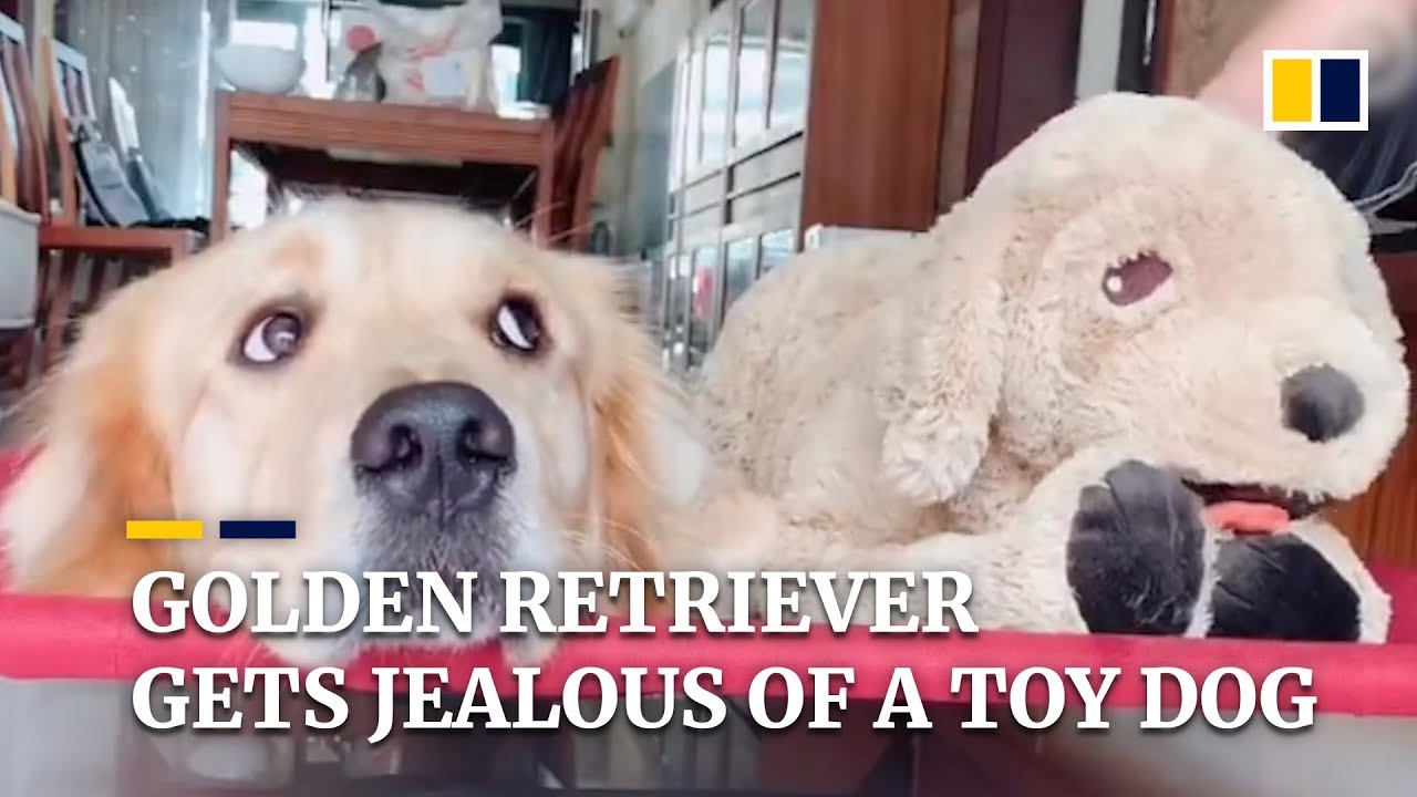 Golden retriever gets jealous of his master petting a toy dog in China