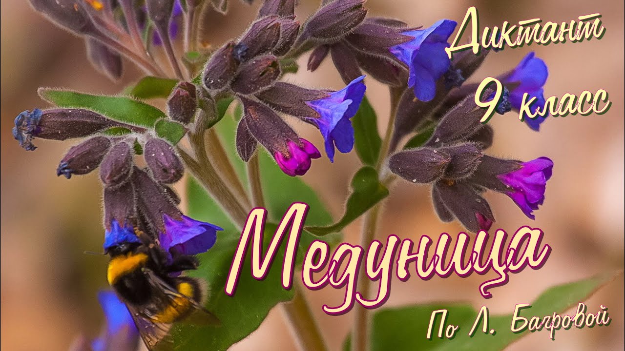 Диктант по русскому языку с проверкой! 9 класс. Медуница #диктант9класс #диктант