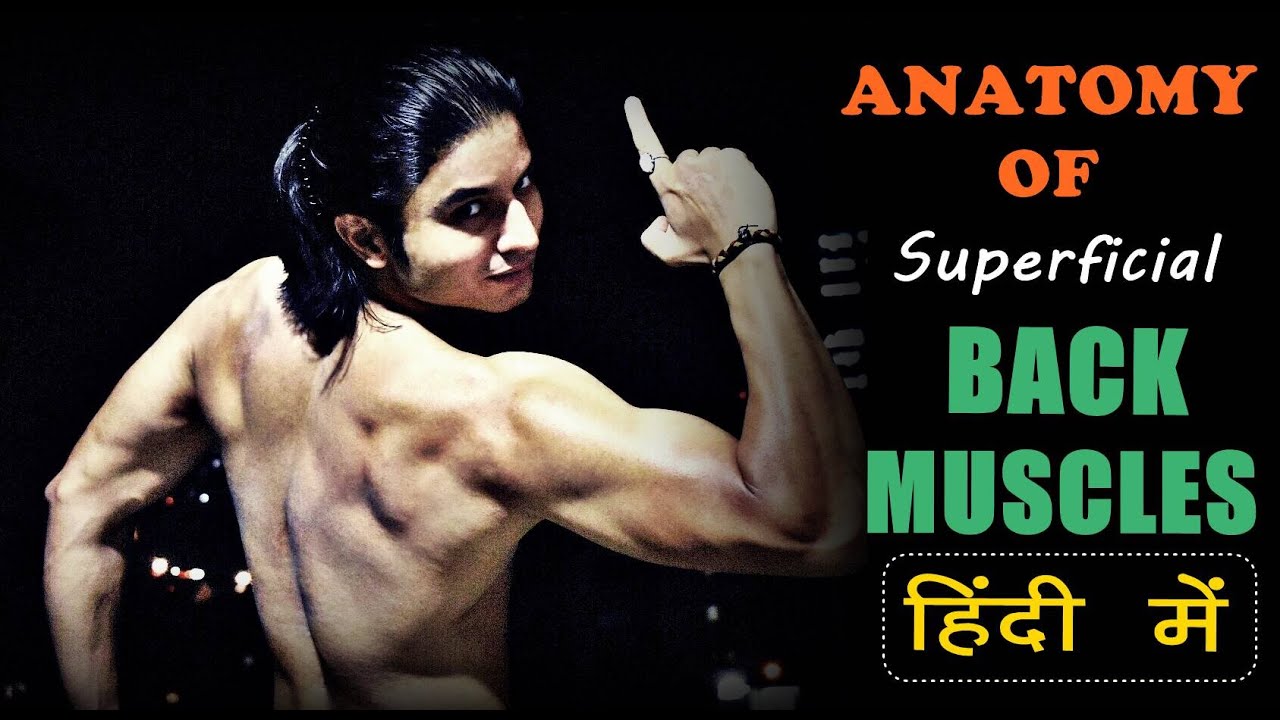 [HINDI] 'Superficial' BACK मसल्स की एनाटॉमी| Classification of Back in Bodybuilding| by Abhinav Tonk