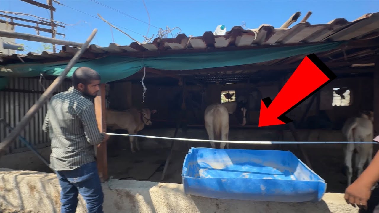 अशी बाहेरची दावण करायला घेतली | #explore #khillar #khillarcow 