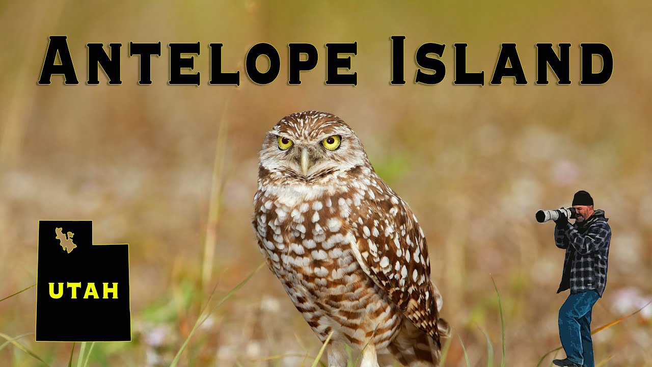 Wildlife Photography at ANTELOPE ISLAND, UTAH!