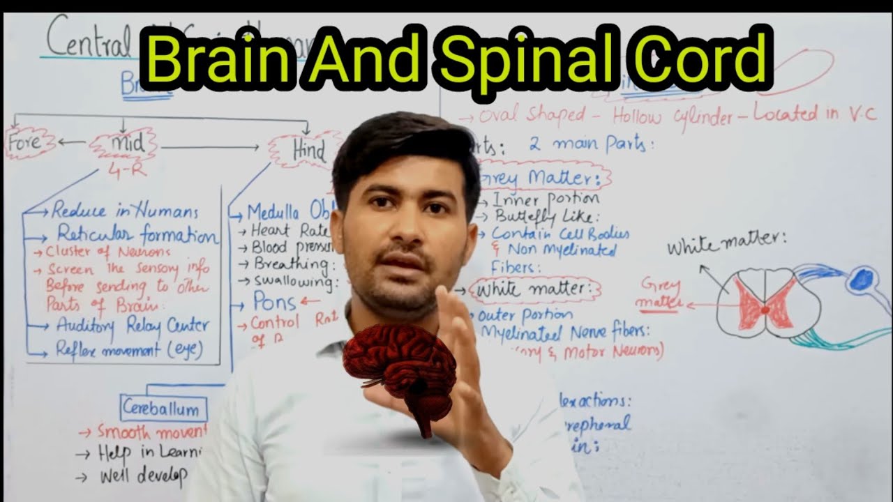 17.12 Brain and spinal cord in Humans |Functions of Human brain | Fsc biology Class12