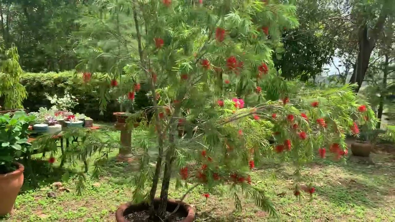 Árbol De Callistemon En Toda Su Floración