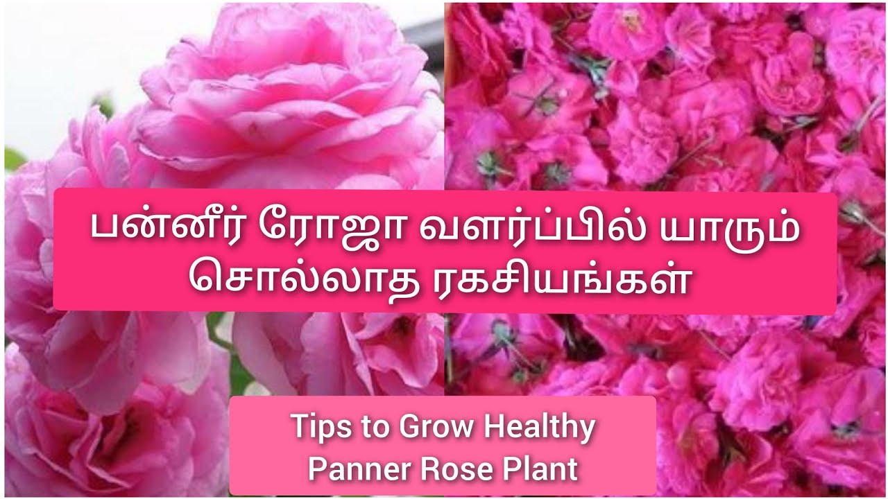 பன்னீர் ரோஜா வளர்ப்பு முறை மற்றும் மண் கலவை| Tips to Grow Healthy Paneer Rose Plant