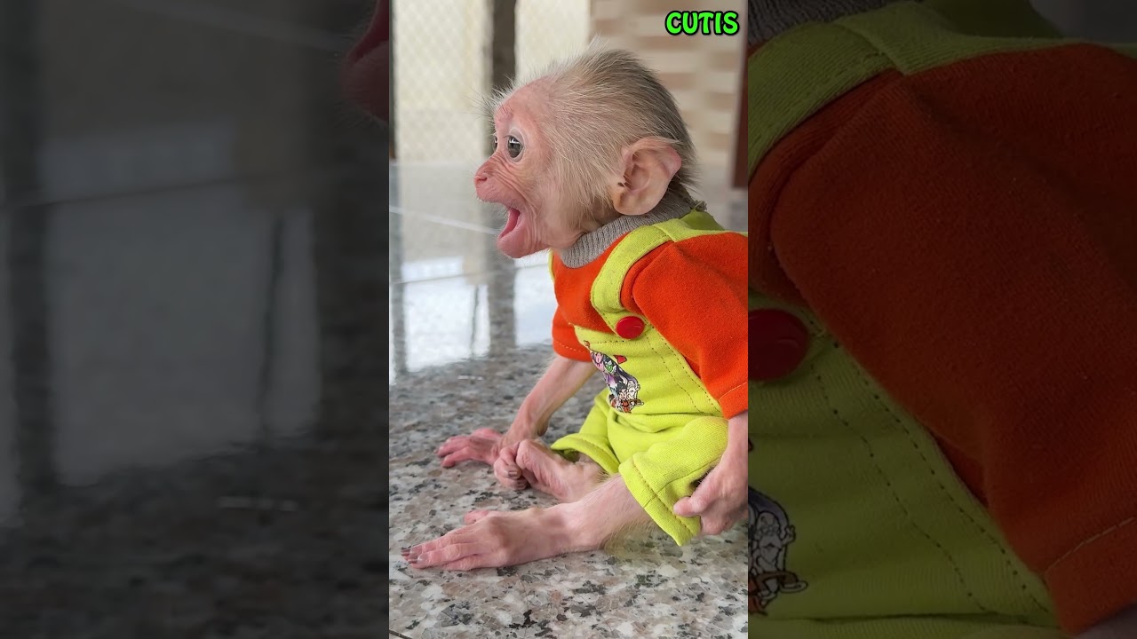Adorable Moments! Curious Baby Monkey Wants to Join CUTIS in Cleaning! #cutis #monkey #animals