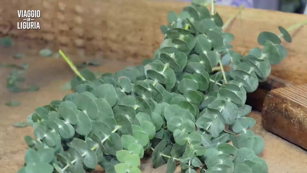 Viaggio in Liguria a Tovo San Giacomo: il verde ornamentale
