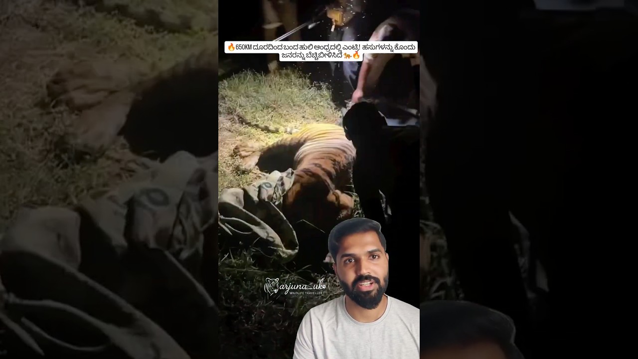 Kurmapuram Tiger Capture 🐅 | Ramachandrapuram Andhra Tiger Found in House Forest Operation #shorts