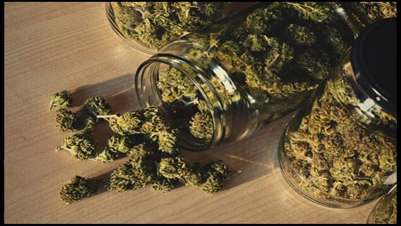 COMO CURAR MARIHUANA