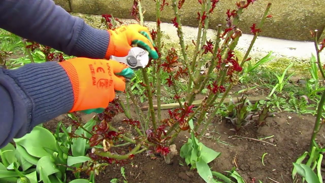 Cum se taie trandafirii / Rose pruning