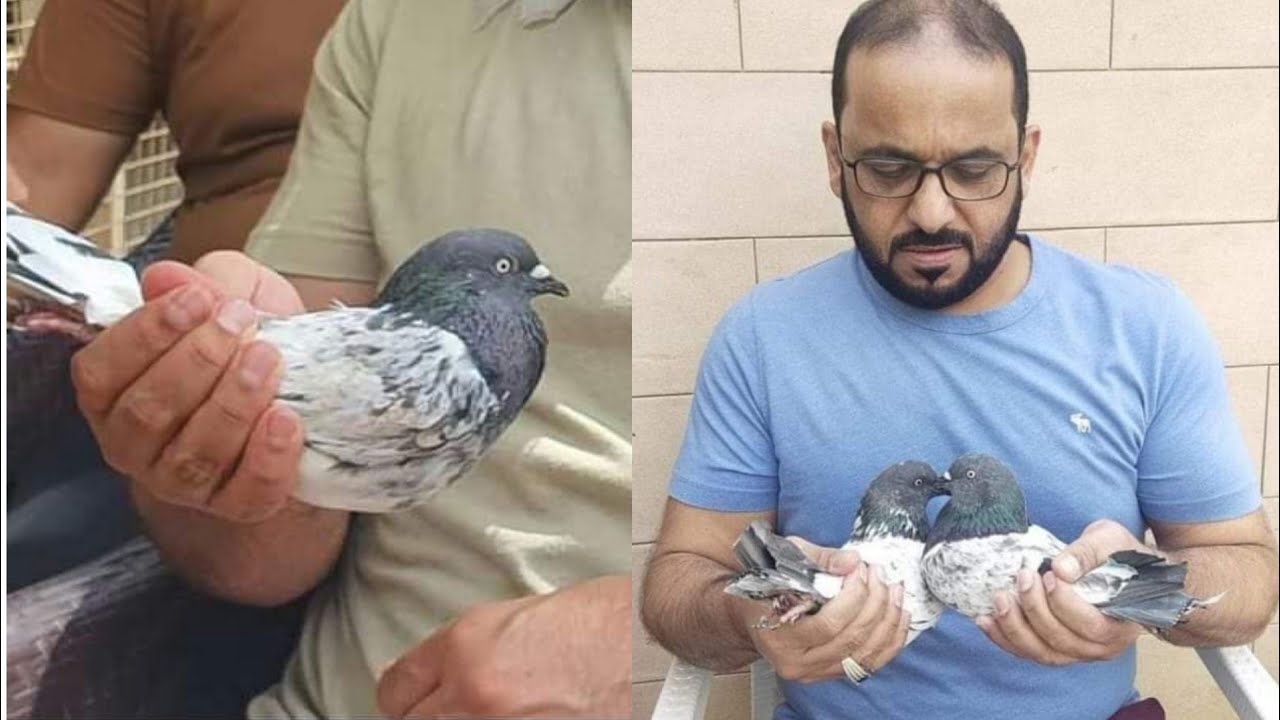 Ustad Prof Bakhit Atiq Al-Rimaishi Faqir Gul Pigeons