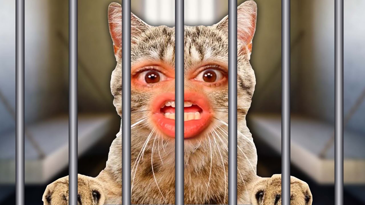 KITTY GOES  TO JAIL. (Stray | Part 6)