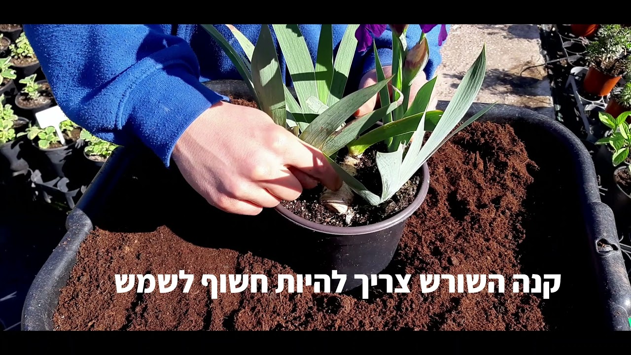 שתילת איריס גרמני בגינה - איך לעשות את זה נכון