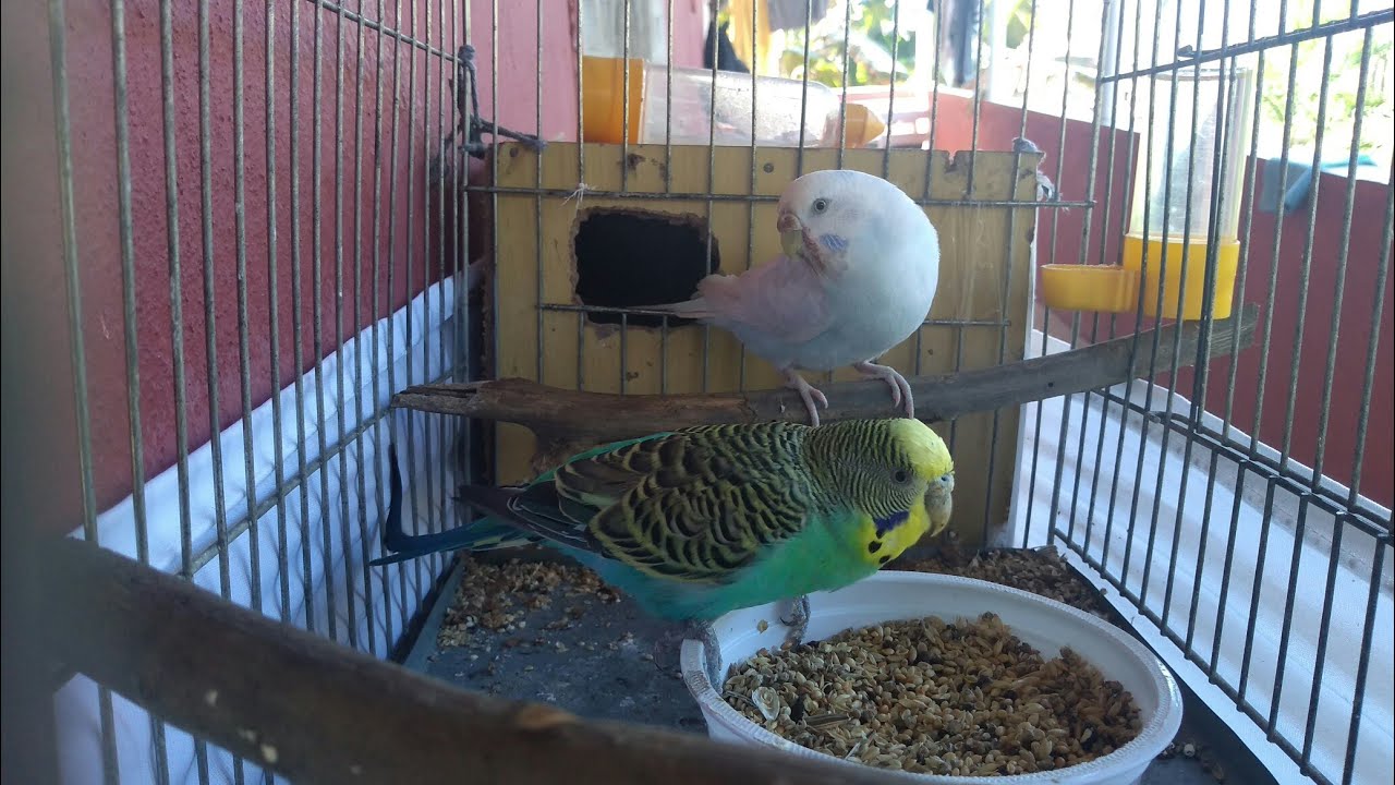 MOSTRANDO TODA MINHA CRIAÇÃO DE PERIQUITOS//ALIMENTANDO OS FILHOTES 2 VIDEOS EM 1