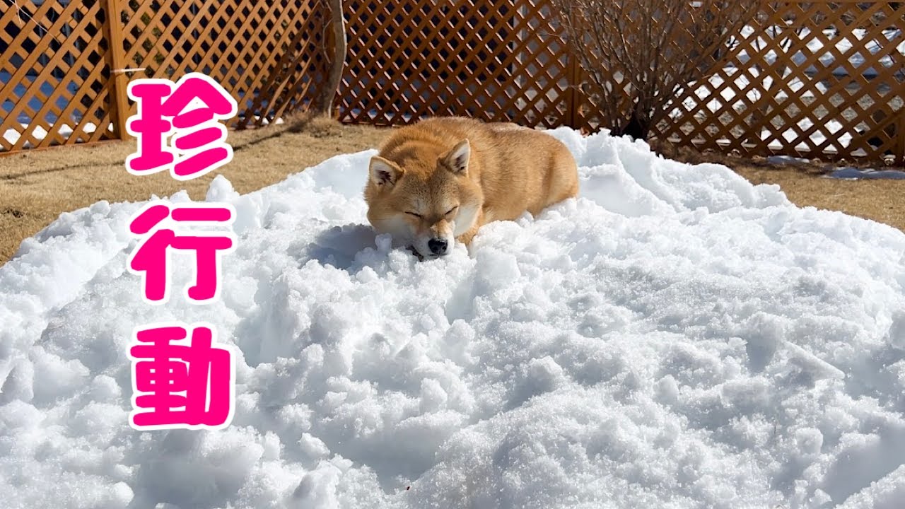 溶けゆく雪が恋しくて名残惜しそうに雪にしがみついて寝てしまう柴犬が可愛い
