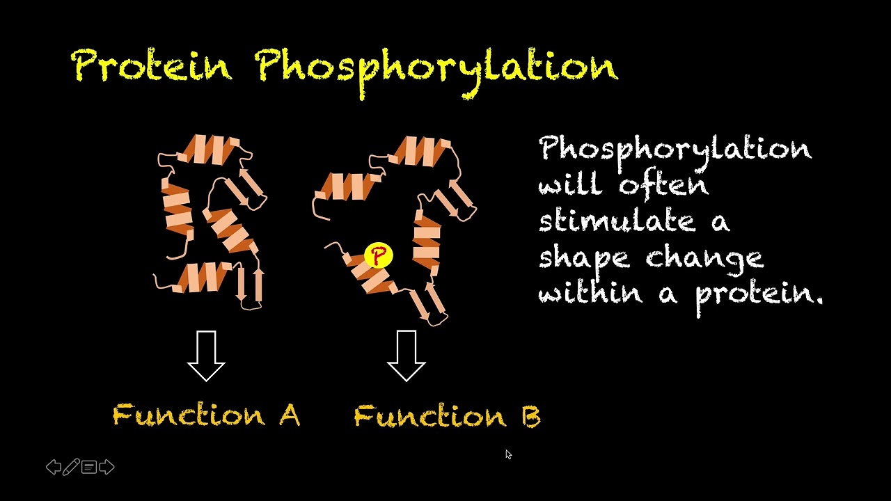 Human Physiology # 37 - Kinases, Phosphatases, and Phosphorylation of Proteins