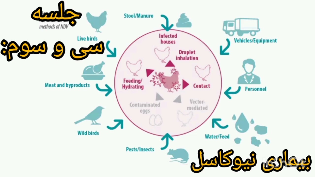 آموزش پرورش مرغ محلی تخمگذار: بیماری نیوکاسل(جلسه سی و سوم)