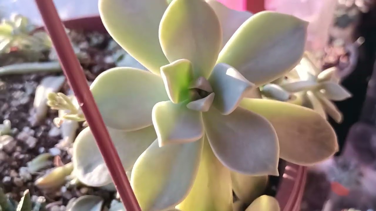 Sukulentlerde Pamuklu Bit ve Mantar Hastalığı Hangi İlaçları Kullanıyorum?