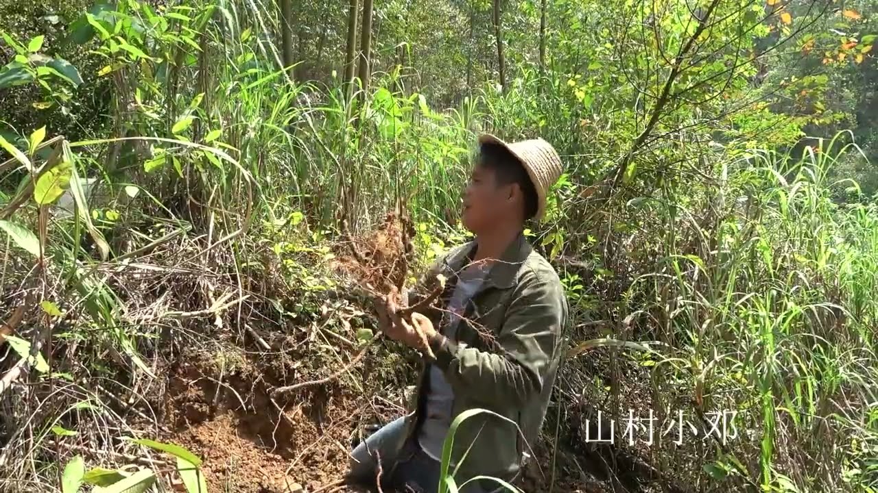 广东老板大量收购野生五指毛桃，小伙挖了满满一大背兜，赚大了