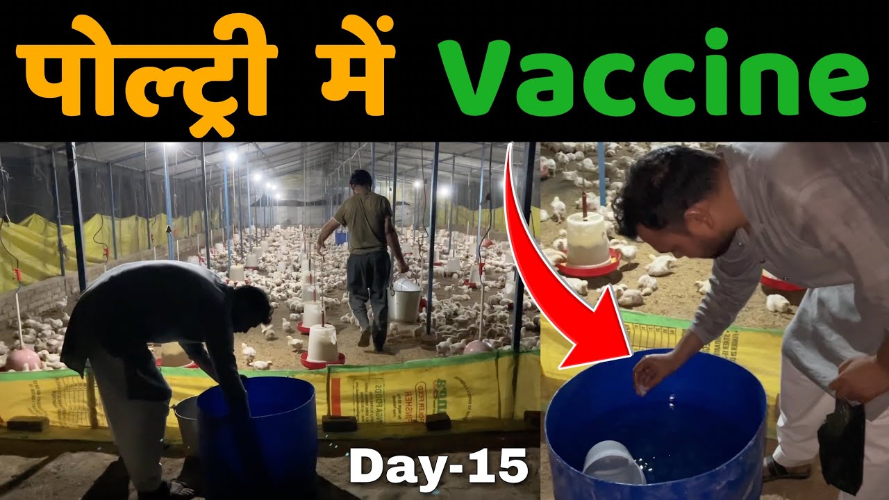 Day-15 , Vaccine process in my poultry farm