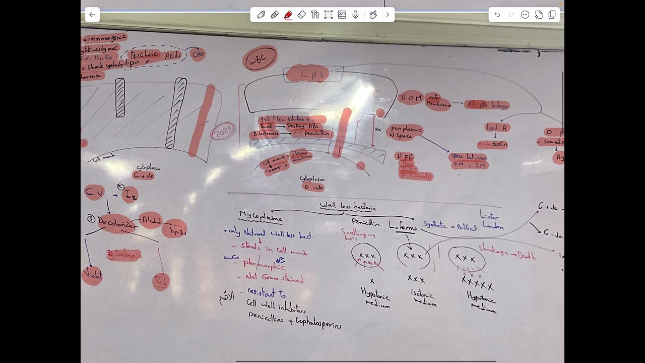 lecture 2 Bacterial Structure   Part 2   Cell Wall & Structures inside the Cell Wall   Kapsula