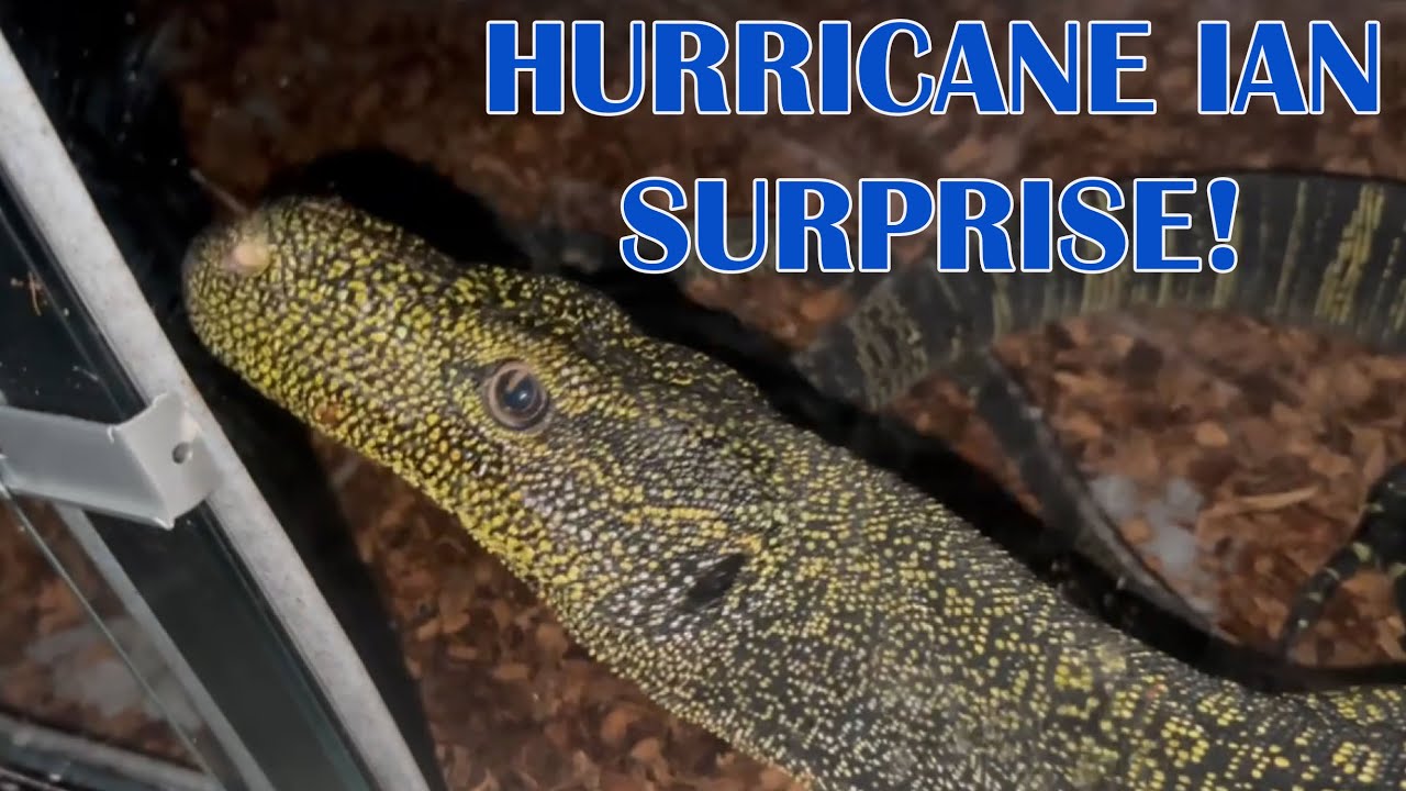 CROC MONITORS RESCUE MISSION!