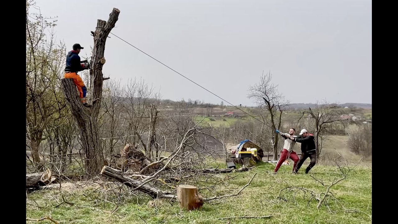 How We Cut Down a Huge Walnut Tree in 1 Hour – Using Only One Rope and a Chainsaw