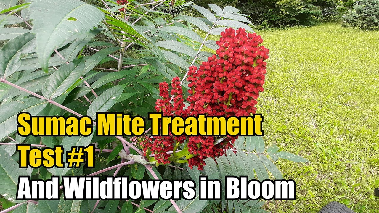 Sumac Varroa Mite Treatment Test #1 And Wildflowers in Bloom