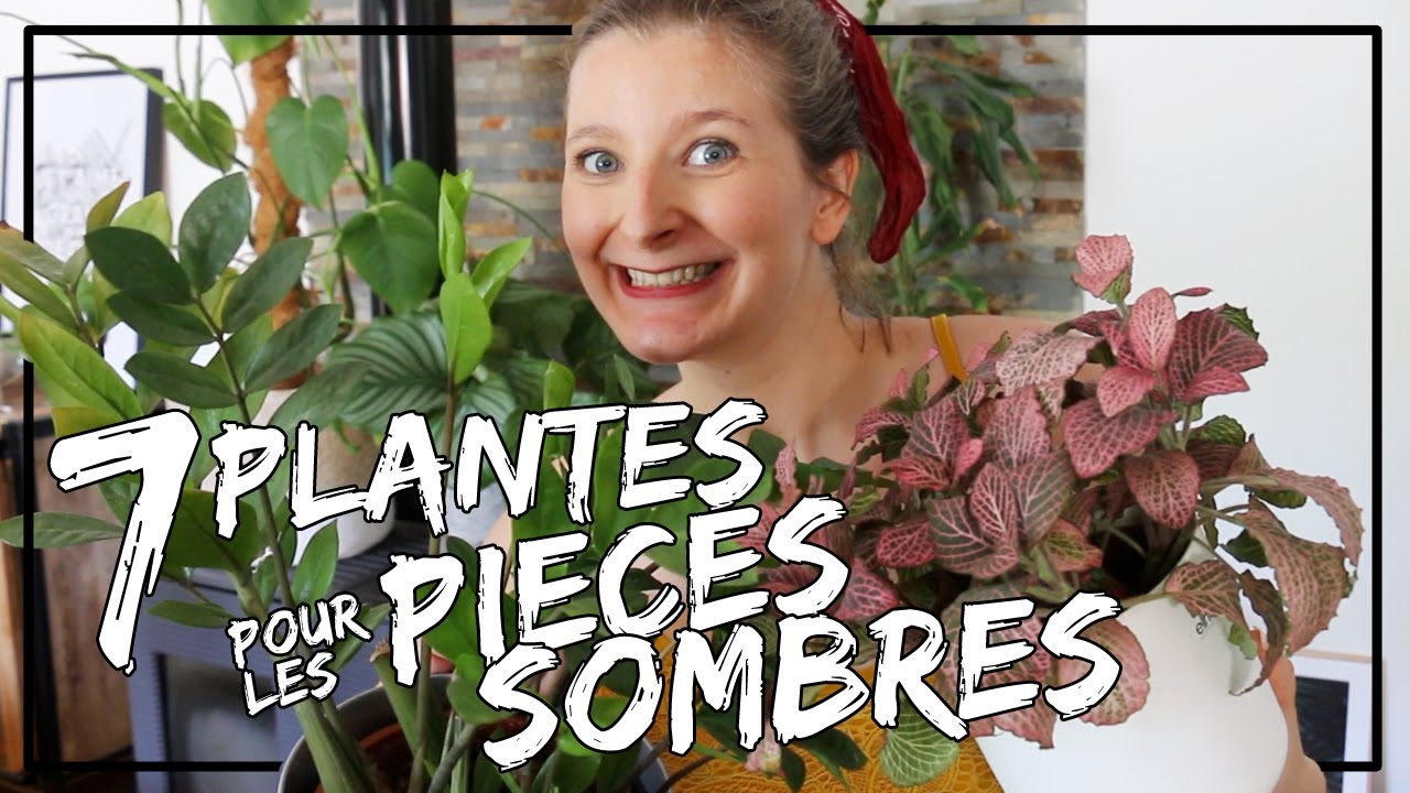 🌿7 plantes d'ombre pour les pièces sans soleil ! ⛅🍃
