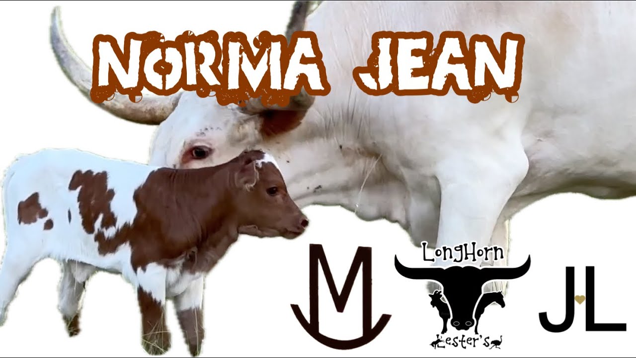 Longhorn Baby!