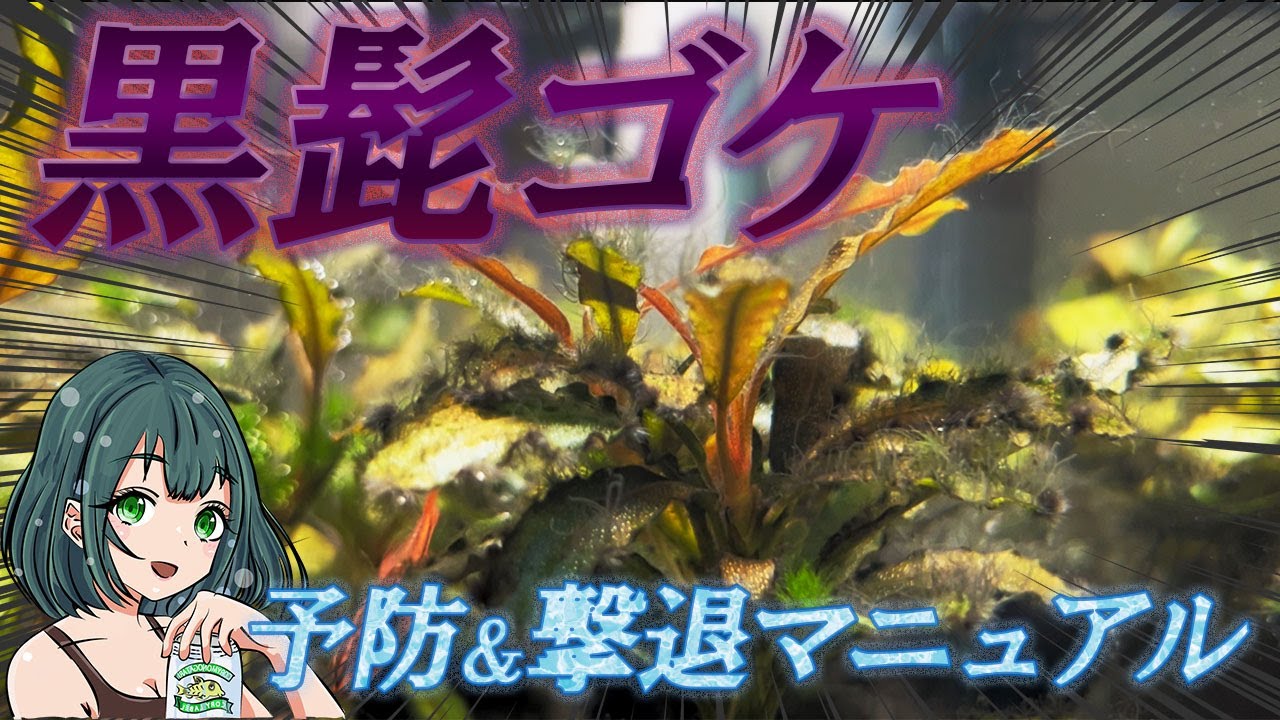 黒髭ゴケは予防が超重要！撃退マニュアル！